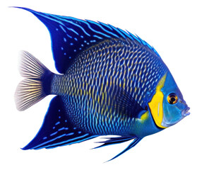 Canvas Print - PNG Fish angelfish animal white background.