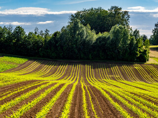 Wall Mural - Maisfeld im Frühjahr