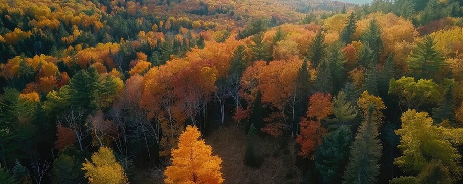 A stunning aerial view of a dense forest in autumn, showcasing vibrant orange, yellow, and green foliage under a clear sky.