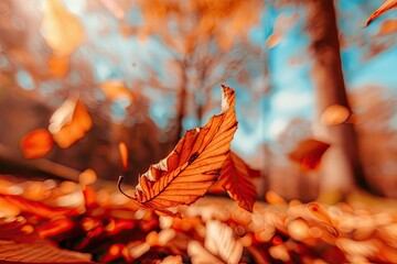 Poster - Close-up of a falling autumn leaf in a forest, capturing the vibrant colors and serene atmosphere of the fall season.