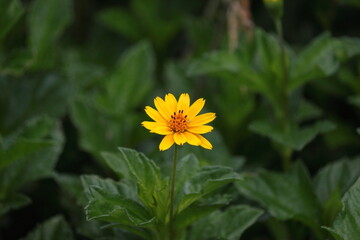 Lone Yellow Flower