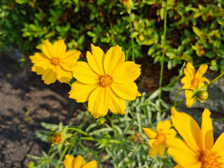 Wall Mural - Golden-Wave flower on nature background