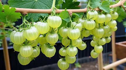 Poster - bunch of grapes