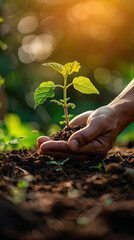 close-up of two hands carefully planting a small green seedling into the soil symbolizing nurturing, eco-friendly environment and the cycle of growth growing