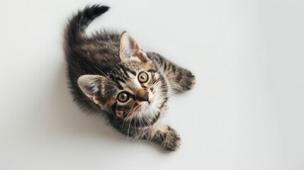 Wall Mural - adorable tabby kitten isolated on white background top view pet portrait cute animal photography