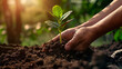 © SRITE KHATUN - Hands Planting Young Sapling in Rich Soil
