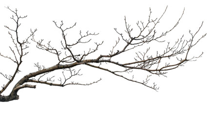 A stick of tree branch on white background