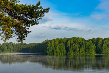 Wall Mural - A foggy morning in the woods 