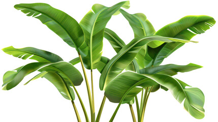 Vibrant green banana leaves on a white background, perfect for tropical or botanical themed designs. Ideal for indoor and outdoor decor concepts.