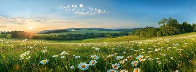Poster - Spring and summer natural panoramic pastoral landscape with blooming daisies in the grass in the hills.