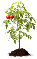 Poster - PNG Plant vegetable tomato soil.