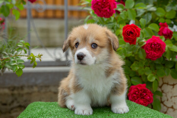 A cute Welsh corgi puppy sits near a bush of blooming roses on a walk in summer