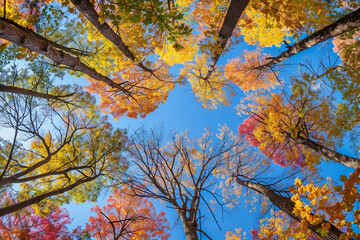 Wall Mural - Stunning Autumn Landscape full of fall trees, orange, red and yellow leaves