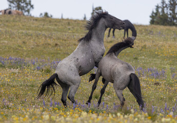 Wall Mural - Wild Horse Stallions Fighting in Summer in the Pryor Mountains Montana