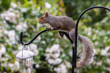 Wall Mural - A close up of a grey squirrel perched on a garden bird feeder, with a shallow depth of field