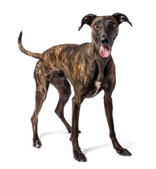 Wall Mural - Greyhound dog with dark brindle coat color in isolated background