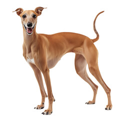 Wall Mural - Smiling red fawn greyhound dog side portrait view on isolated background