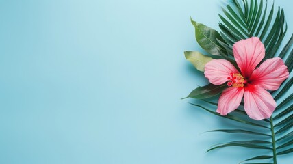 Pink hibiscus with green leaves on blue background