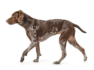 Wall Mural - German Shorthaired Pointer dog in walking pose on isolated background