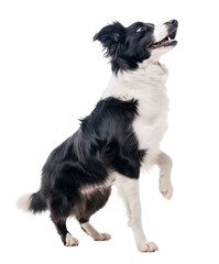 Poster - Border Collie looking up looking excited with one leg up