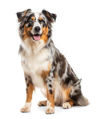 Wall Mural - Blue merle Australian Shepherd looking happy in sitting pose