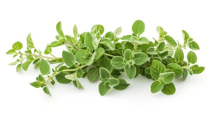 Wall Mural - Fresh oregano isolated on a white background