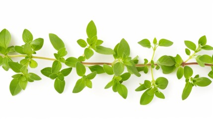 Wall Mural - Fresh oregano isolated on a white background