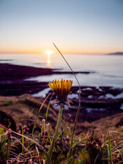Wall Mural - a small yellow dandelion flower is in the foreground of a grassy field. the sky is a beautiful sunse