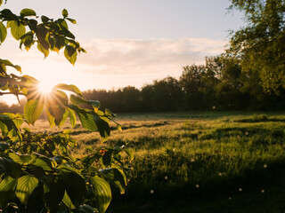 Wall Mural - A field of grass with a tree in the background. The sun is rising and the sky is cloudy. Stunning sunrise nature scene with warm light and calm relaxing mood. Sun flare and glow. Nobody.