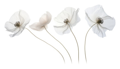 Wall Mural - abstract white flower isolated on transparent background cutout