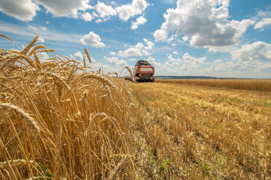 Fototapete -  - Combine Harvester Working, Cut Stem Cereals on Wheat Field on Farm. Seasonal Harvesting. Agriculture, Farmland, Hayfield, Highest Yield. Closeup on Ears Wheat, low depth of sharpness. 