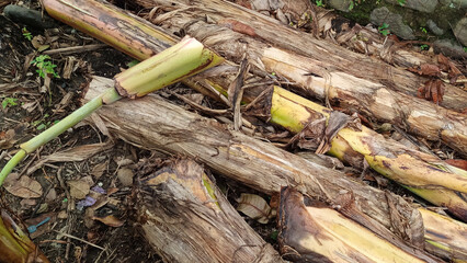 A pile of fallen banana tree trunks