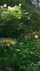 Wall Mural - vertical, green flower garden on summer morning in sun light background. blooming beautiful park nat