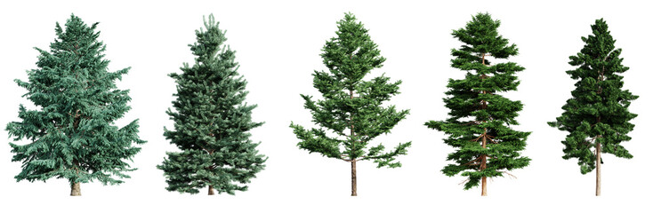 Fototapete - Set of coniferous trees isolated on transparent background. 3D render.