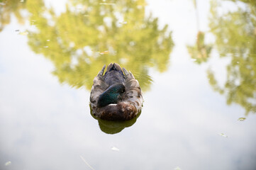 Duck sleeping in a pond in the park