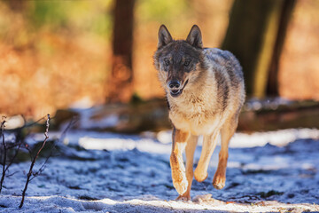 Canvas Print - male Eurasian wolf (Canis lupus lupus) beautiful individual