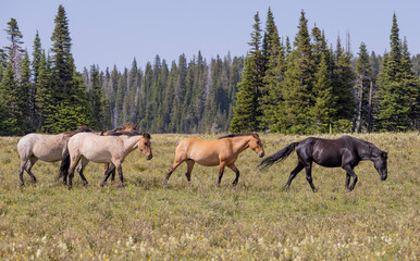 Wall Mural - Wild Horses in Summer in the Pryor Mountains Montana