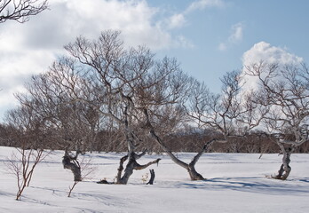 Canvas Print - Russia. Far East, Iturup Island. The bizarre clumsiness of the stone birch, which lives only in Kamchatka and the Kuril Islands, is formed due to constant winds from the Pacific Ocean.