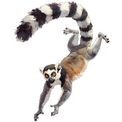 Wall Mural - Lemur on a transparant background, PNG, Generative AI