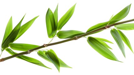 Wall Mural - Thick-stemmed bamboo branch with leaves on white background