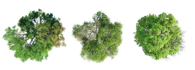 Fototapete - Deciduous trees top view collection isolated on transparent background. 3D render.