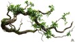 © XtzStudio - realistic twisted jungle branch with plant growing isolated on a white background