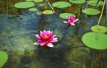 pink water lilies