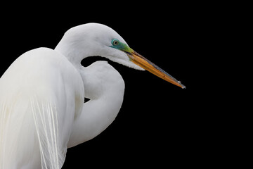 Wall Mural - Close up shot of Snow white Egret isolated on black background.