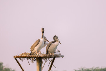 Wall Mural - Spot billed Pelican birds in the nest, Mascot of Lake Kolleru in Andhra Pradesh, India.