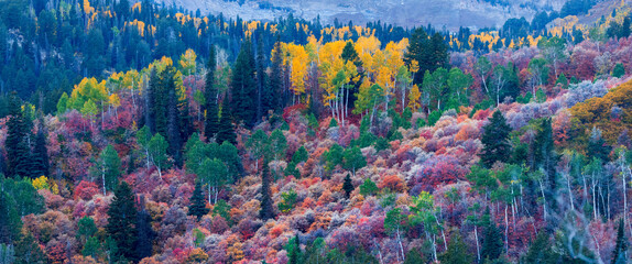 Sticker - Bright yellow Aspen trees on the slopes of Wasatch mountain range in Utah.