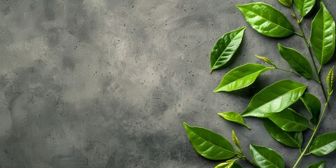 Wall Mural - green plant with leaves on a gray background with a place for text or image