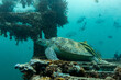© Pete Niesen Photo - Green Sea Turtles, Chelonia mydas, with 2 remora, Remora remora, on shell rests on the top of a shipwreck artificial reef