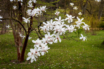 Wall Mural - Spring in London. Magnolia stellata 'Rosea', White flower and bud opening on a tree