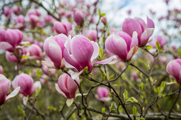 Wall Mural - Spring in London. Magnolia Leonard Messel, white flower and bud opening on a tree